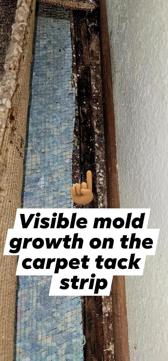 Images Mold Inspection Service