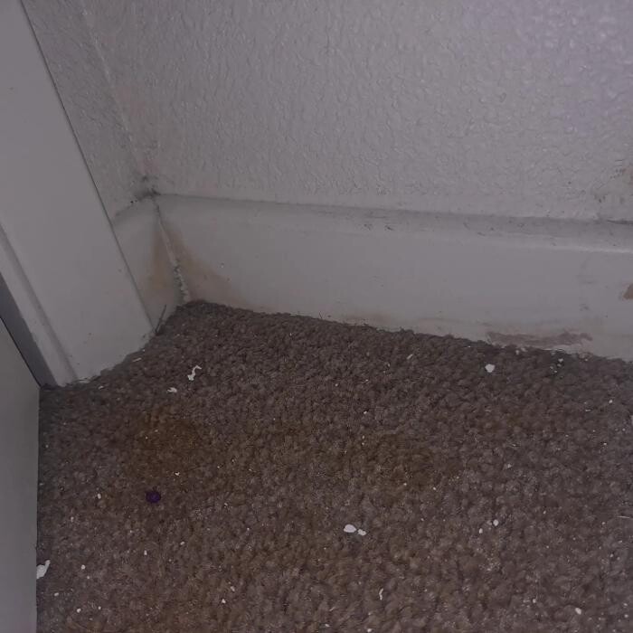 Images Mold Inspection Service