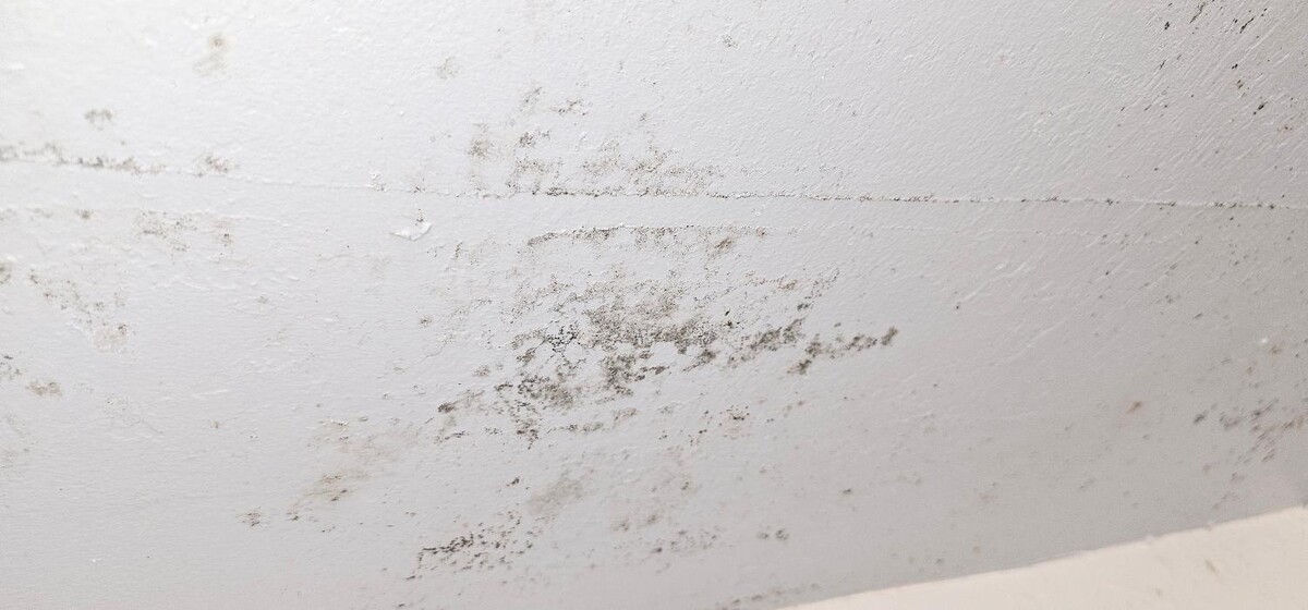 Images Mold Inspection Service