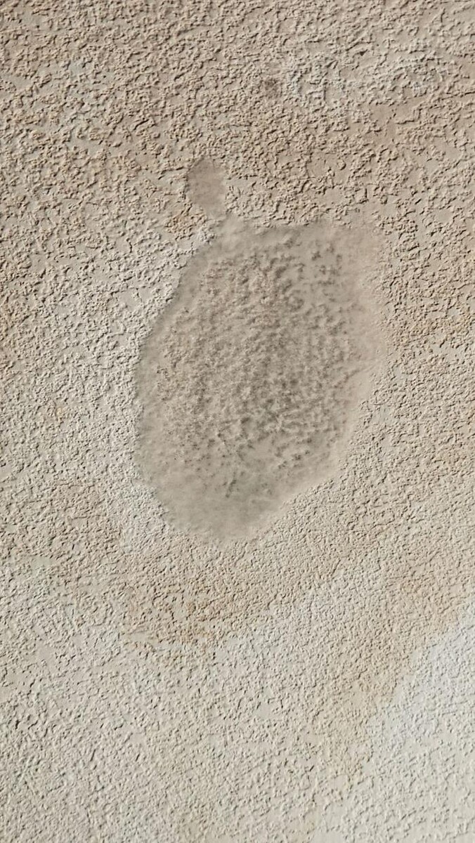 Images Mold Inspection Service