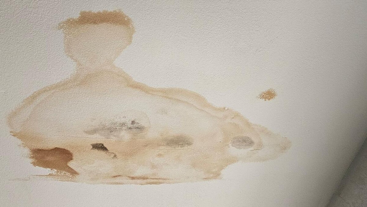 Images Mold Inspection Service