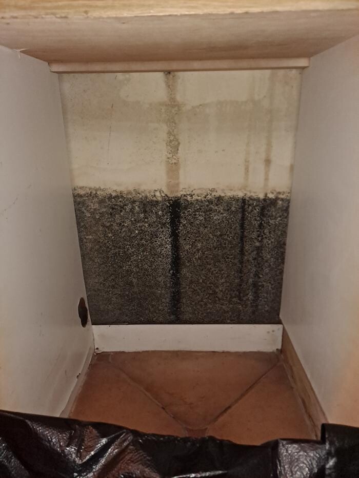 Images Mold Inspection Service