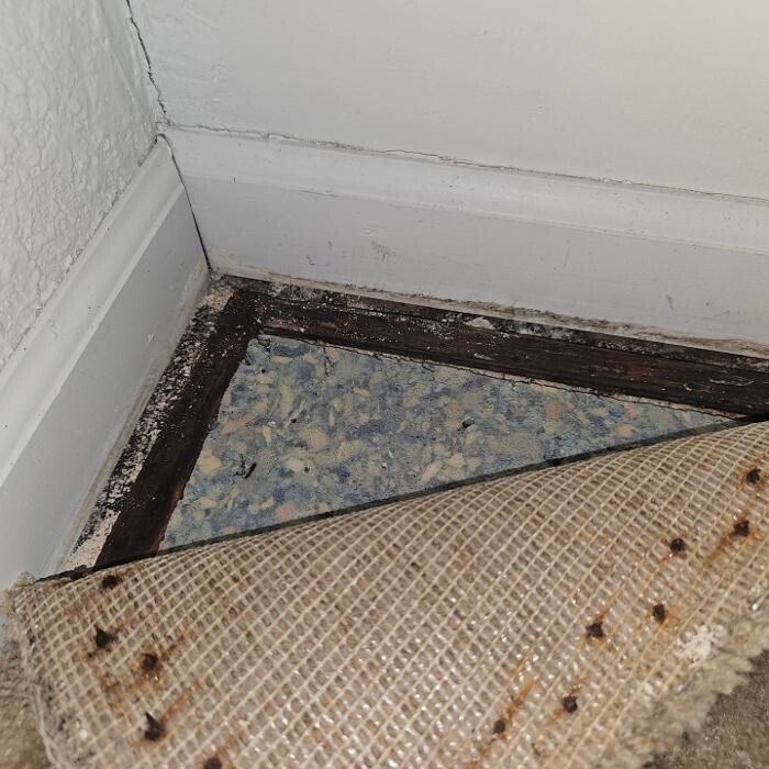 Images Mold Inspection Service