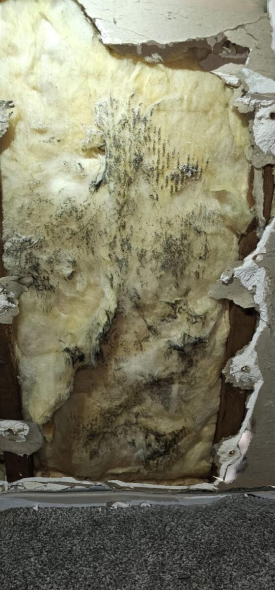 Images Mold Inspection Service