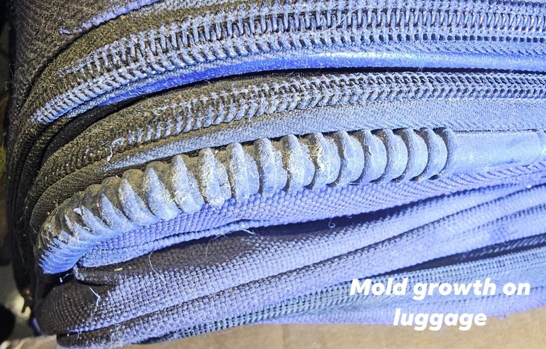 Images Mold Inspection Service