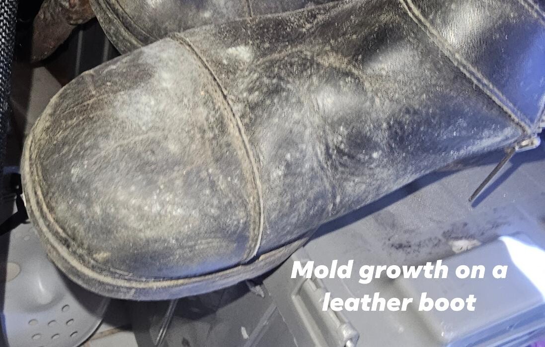 Images Mold Inspection Service