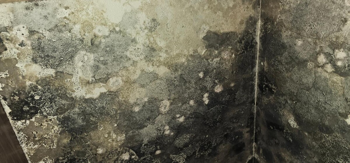 Images Mold Inspection Service
