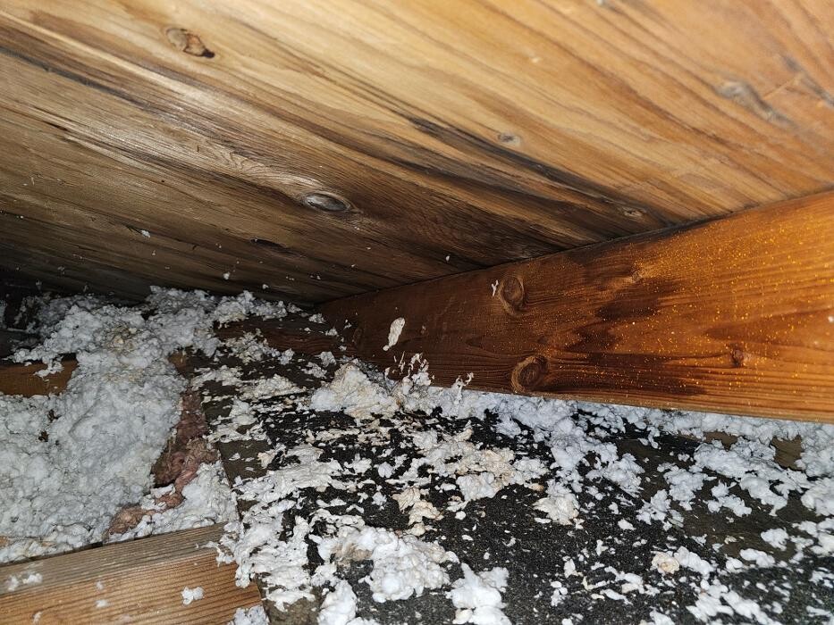 Images Mold Inspection Service