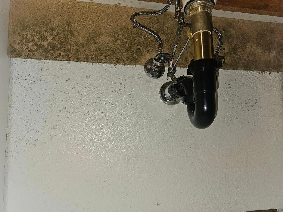 Images Mold Inspection Service