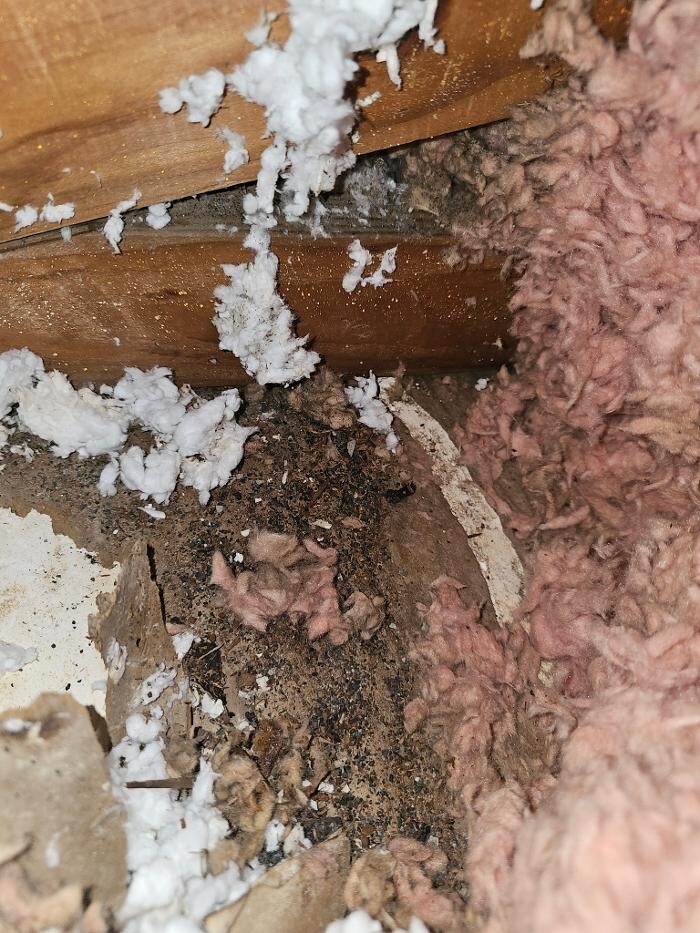 Images Mold Inspection Service