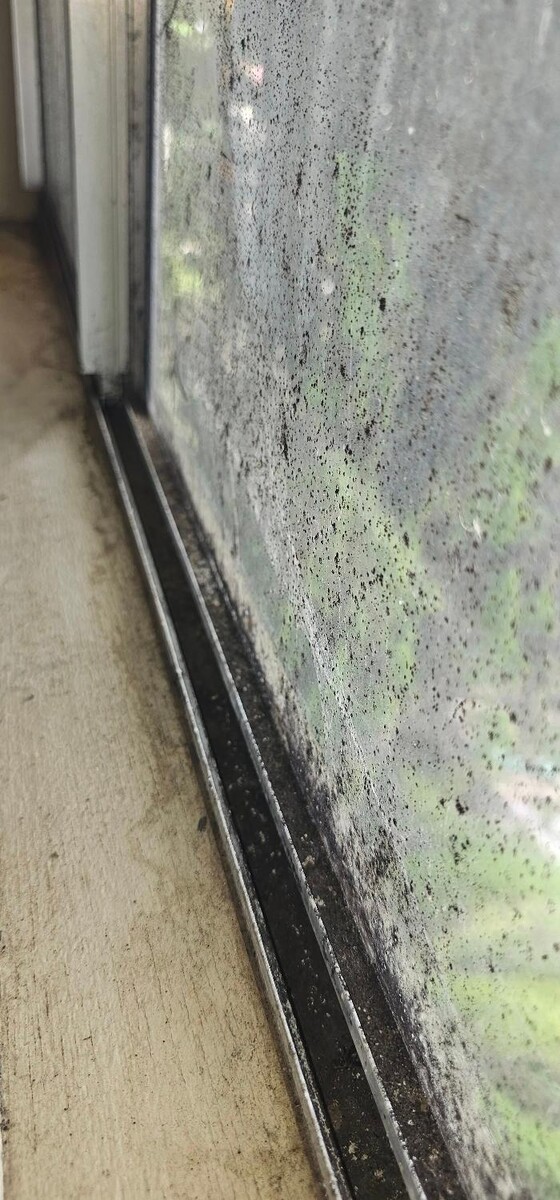 Images Mold Inspection Service