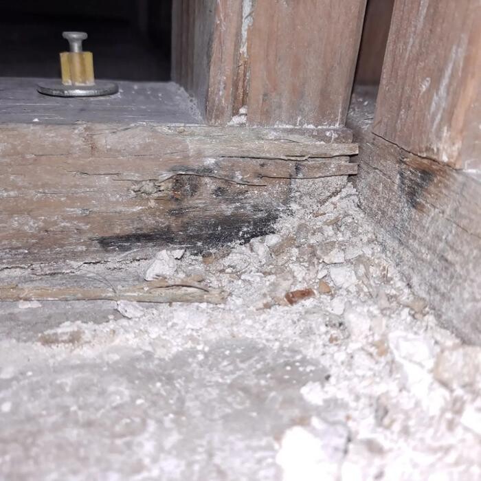 Images Mold Inspection Service