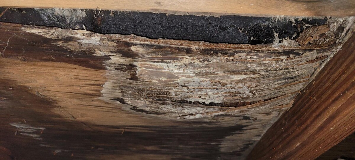 Images Mold Inspection Service