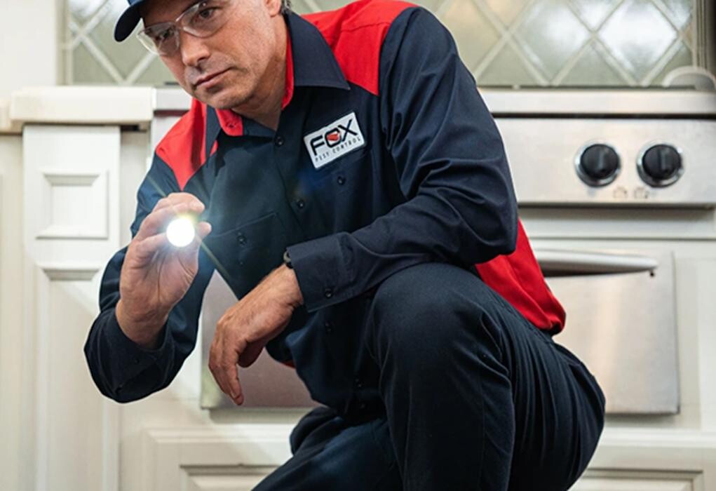 Images Fox Pest Control Worcester