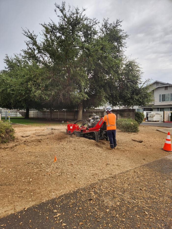 Images Gonzalez Pro Tree Service