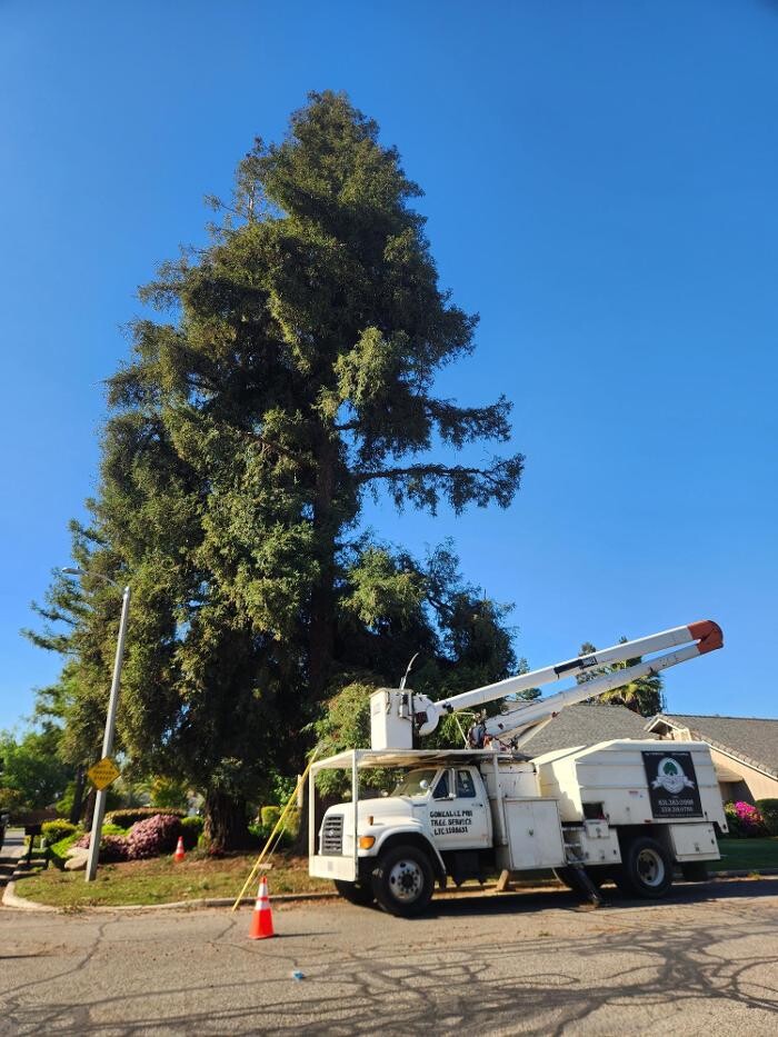 Images Gonzalez Pro Tree Service