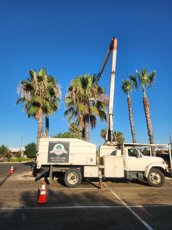 Images Gonzalez Pro Tree Service