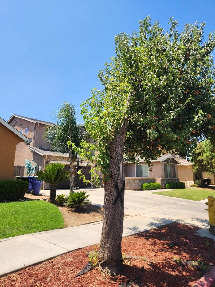 Images Gonzalez Pro Tree Service