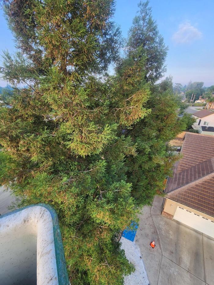 Images Gonzalez Pro Tree Service