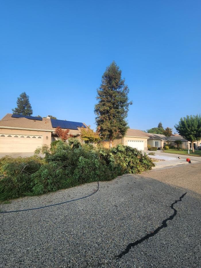 Images Gonzalez Pro Tree Service