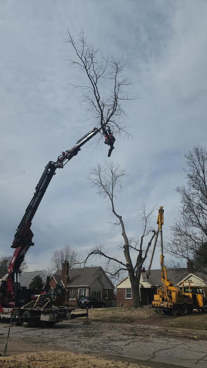 Images Whitledge Tree Service LLC