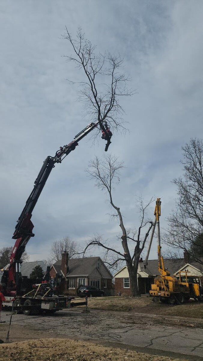 Images Whitledge Tree Service LLC