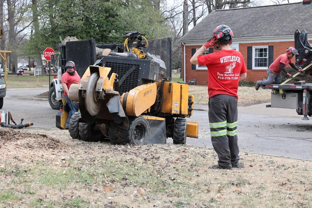 Images Whitledge Tree Service LLC