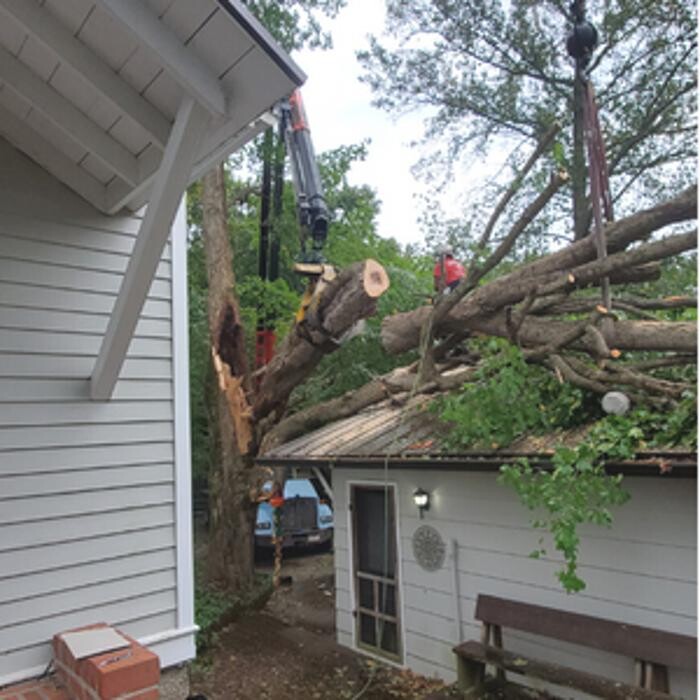 Images Whitledge Tree Service LLC