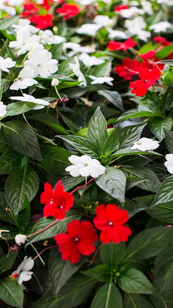 Images Legacy Village of Hendersonville