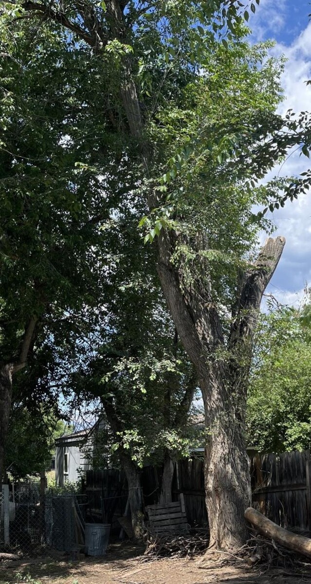 Images Monster Tree Service of Greater Boulder
