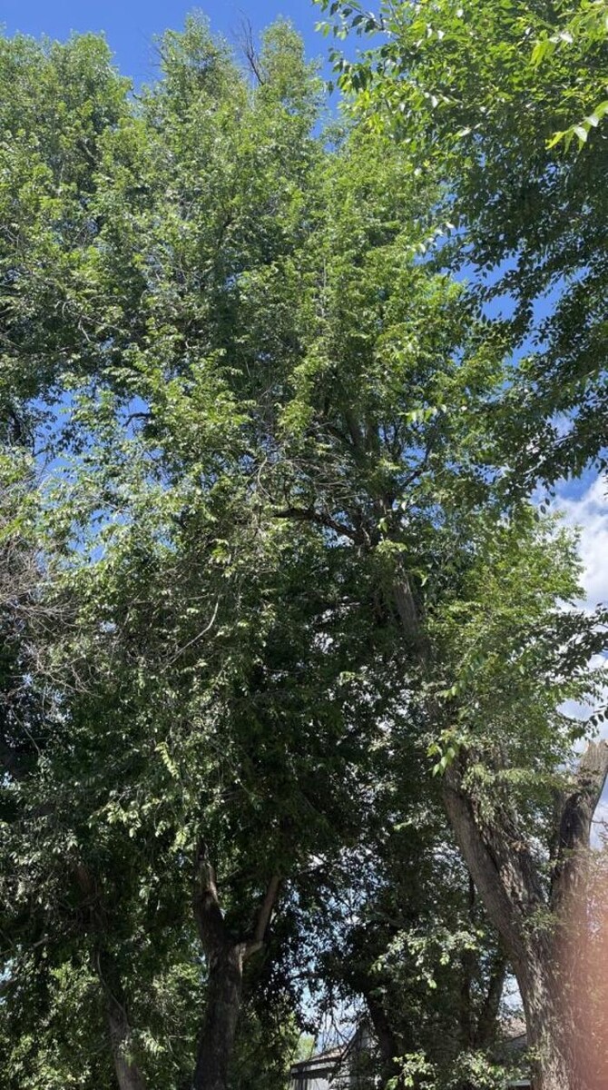 Images Monster Tree Service of Greater Boulder