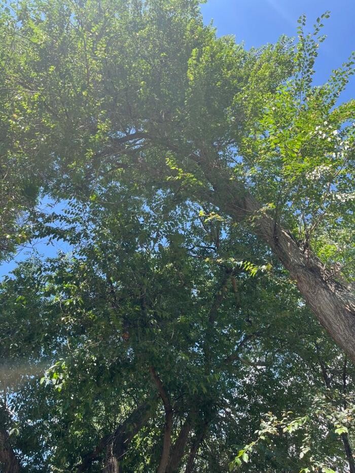 Images Monster Tree Service of Greater Boulder