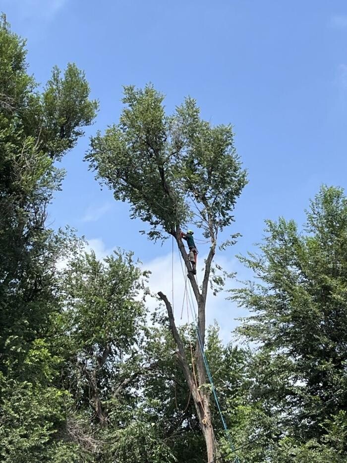 Images Monster Tree Service of Greater Boulder