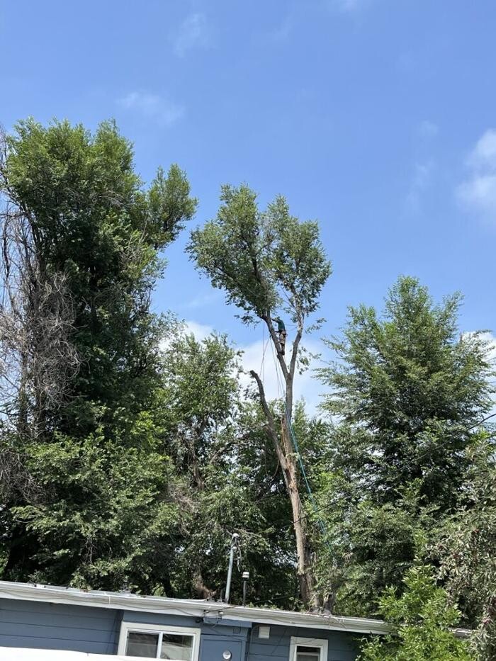 Images Monster Tree Service of Greater Boulder