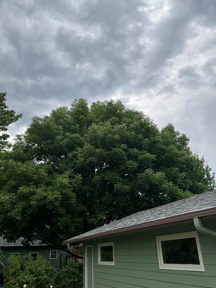 Images Monster Tree Service of Greater Boulder