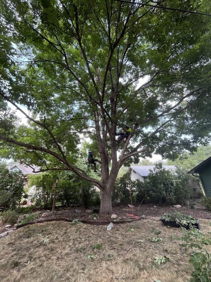 Images Monster Tree Service of Greater Boulder