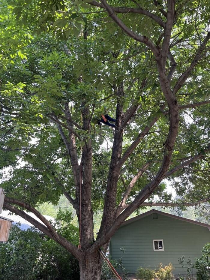 Images Monster Tree Service of Greater Boulder