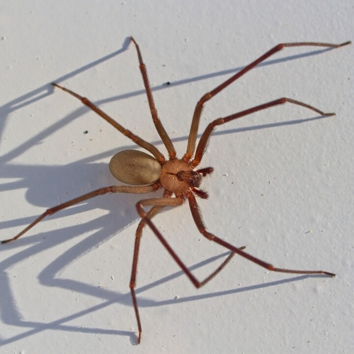 Images Miche Pest Control