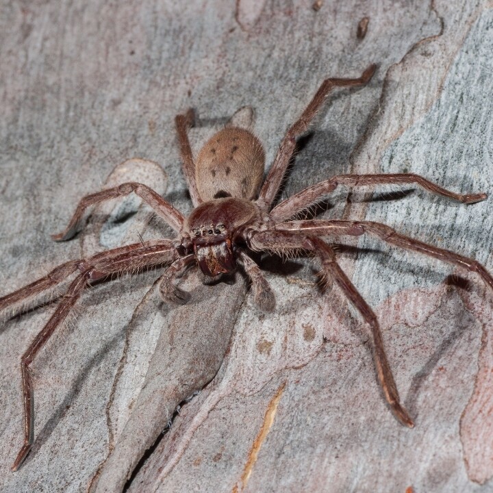Images Miche Pest Control