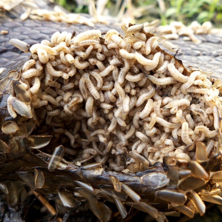 Images Miche Pest Control