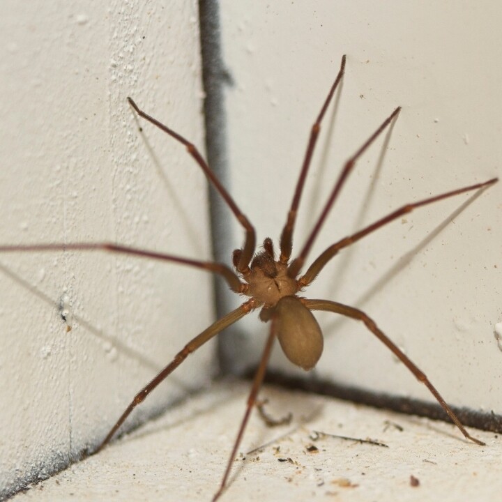 Images Miche Pest Control