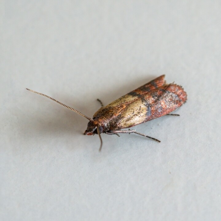 Images Miche Pest Control