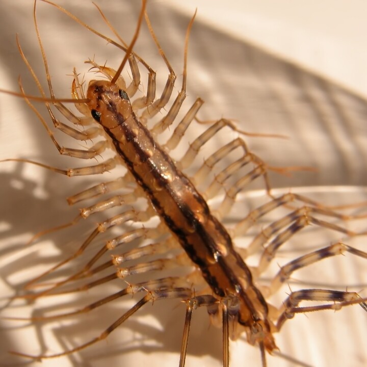 Images Miche Pest Control