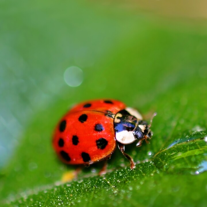 Images Miche Pest Control