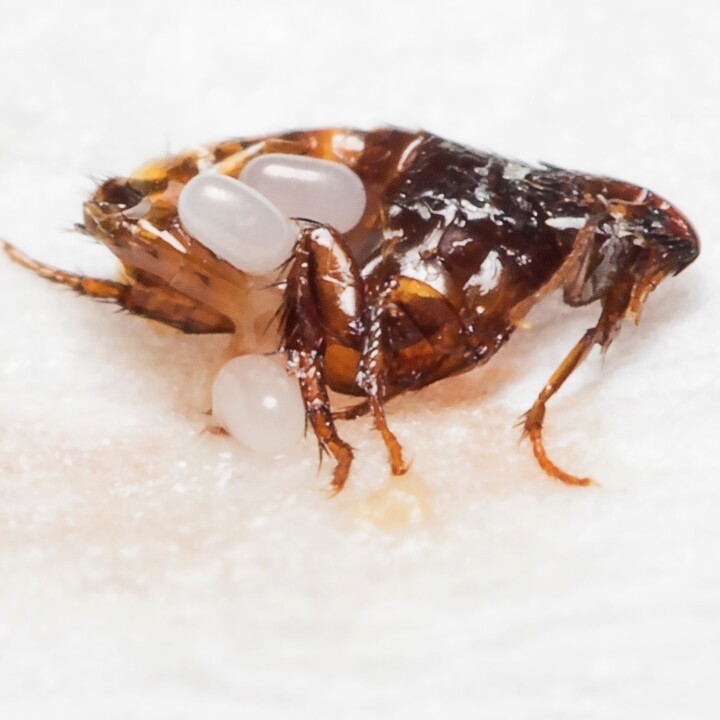 Images Miche Pest Control