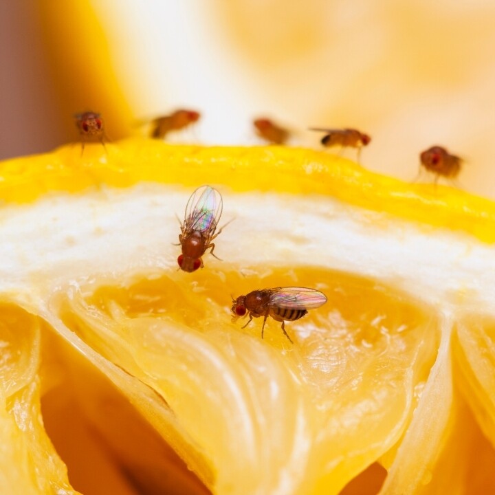 Images Miche Pest Control