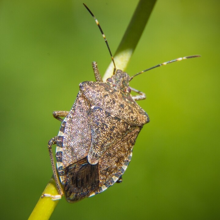 Images Miche Pest Control