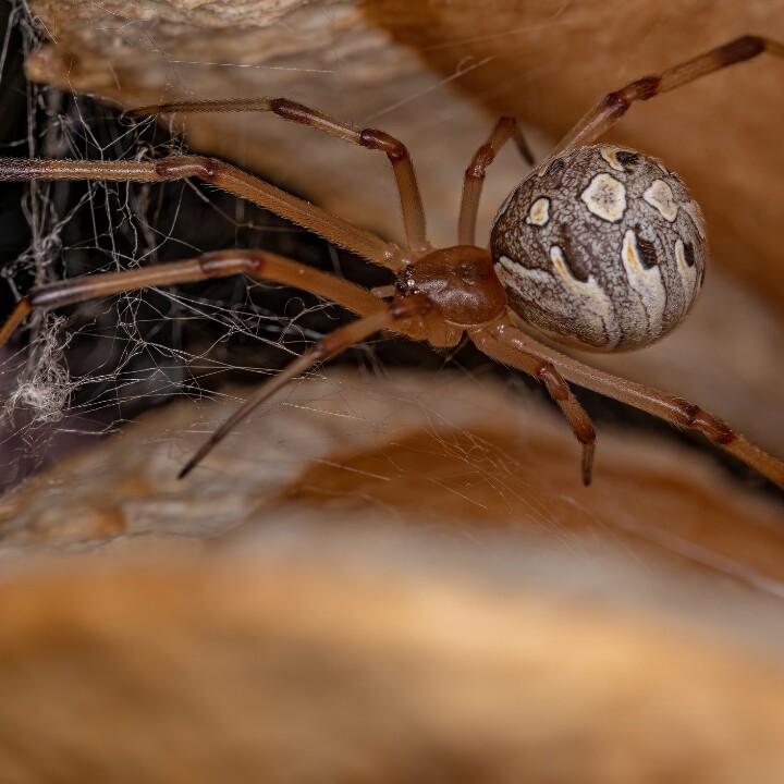 Images Miche Pest Control