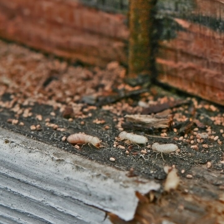 Images Miche Pest Control