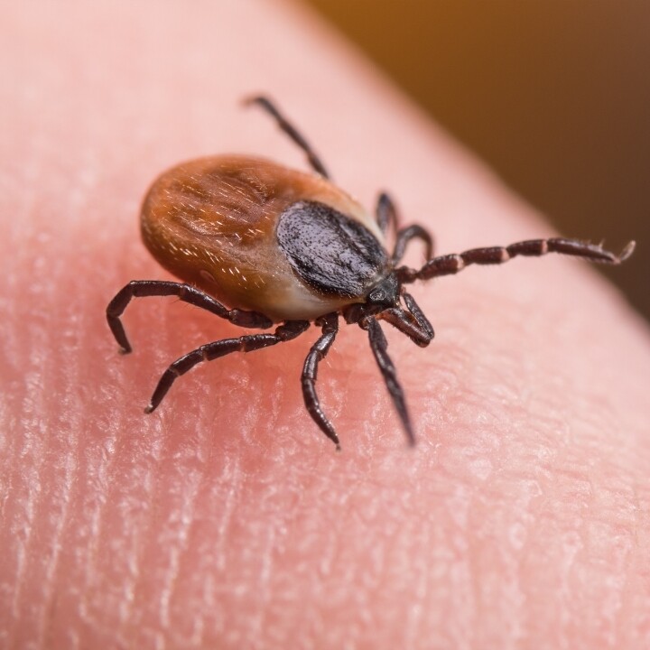 Images Miche Pest Control